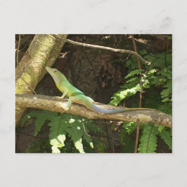 Jamaican Green Lizard Postkarte (Vorderseite)