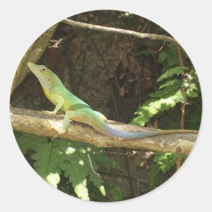 Jamaican Green Lizard Runder Aufkleber