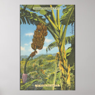 Jamaika-Bananenbäume Vintage-Reise Poster