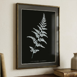 Jamaikanischer Goldfarn, Gymnogramma Sulphurea Fotodruck