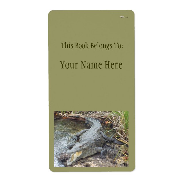 Jamaikanisches Salz-Wasser-Krokodil (Vorne)