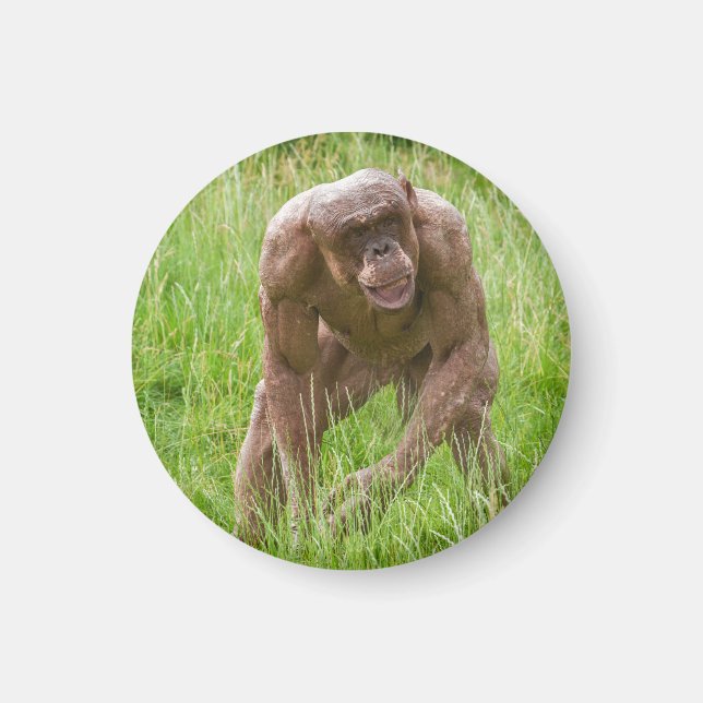 Jambo Der einzigartige haarlose Chimp Magnet (Vorne)