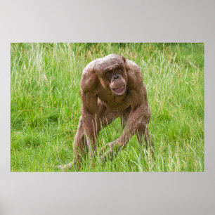 Jambo Der einzigartige haarlose Chimp Poster
