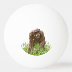 Jambo Der einzigartige haarlose Chimp Tischtennisball