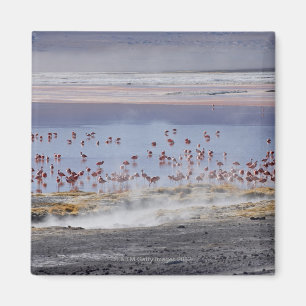 James Flamingo, Phoenicoparrus jamesi Magnet