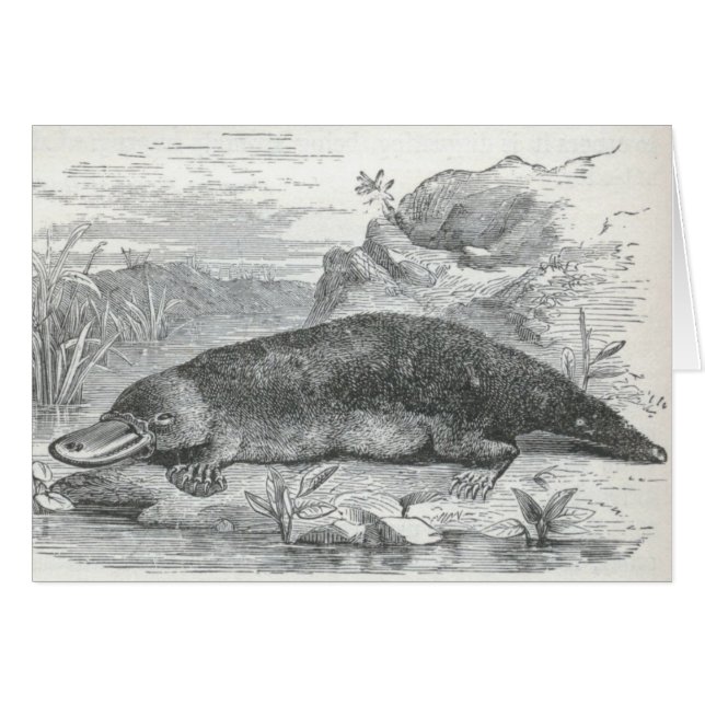 James Johonnot - Ornithorhynchus - Platypus (Vorderseite (Horizontal))