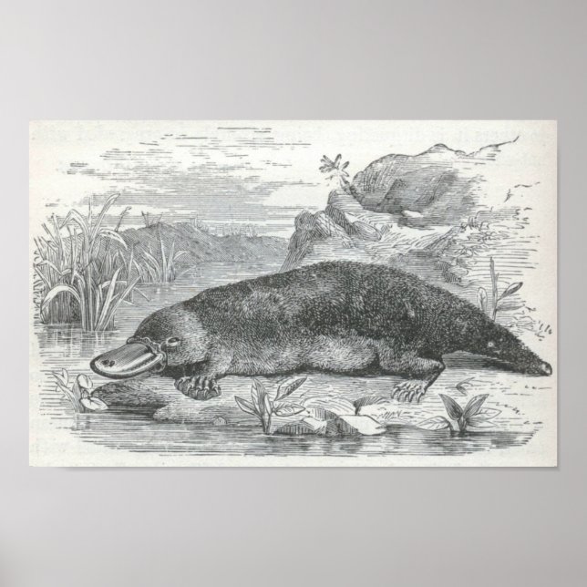James Johonnot - Ornithorhynchus - Platypus Folio Poster (Vorne)