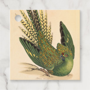 James Sowerby Bodensittich, Psittacus terrestris Geschenkanhänger