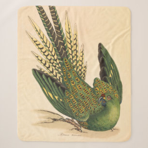 James Sowerby Bodensittich, Psittacus terrestris Sherpadecke