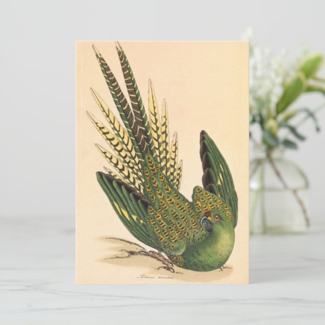 James Sowerby Ground Parrot, Psittacus terrestris (Stehend Vorderseite)