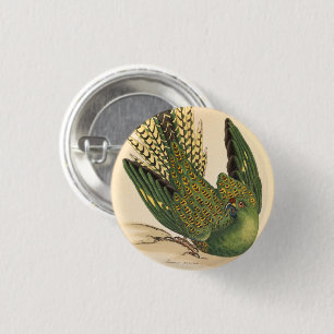 James Sowerby Ground Parrot, Psittacus terrestris Button