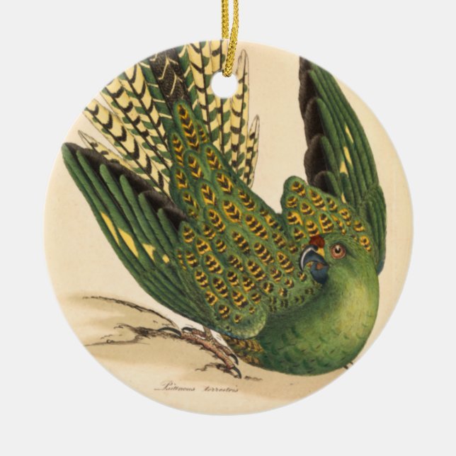 James Sowerby Ground Parrot, Psittacus terrestris Keramik Ornament (Vorne)