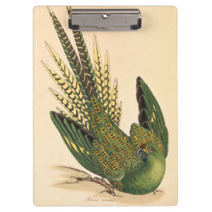 James Sowerby Ground Parrot, Psittacus terrestris Klemmbrett