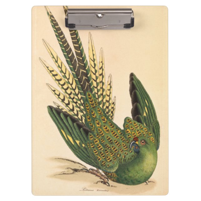 James Sowerby Ground Parrot, Psittacus terrestris Klemmbrett (Vorderseite)