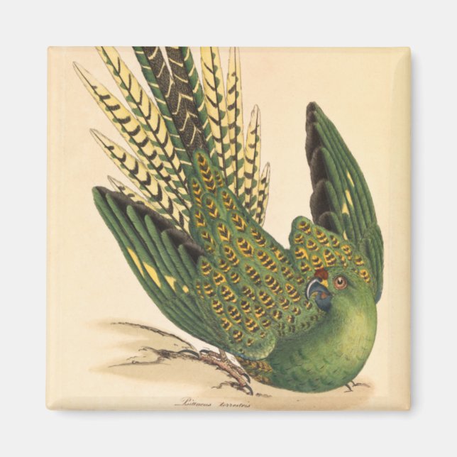 James Sowerby Ground Parrot, Psittacus terrestris Magnet (Vorne)