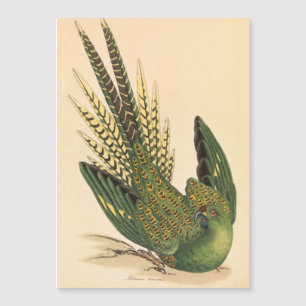 James Sowerby Ground Parrot, Psittacus terrestris Magnetkarte