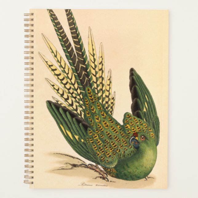 James Sowerby Ground Parrot, Psittacus terrestris Planer (Vorderseite)