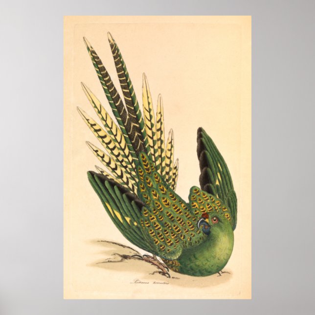 James Sowerby Ground Parrot, Psittacus terrestris Poster (Vorne)