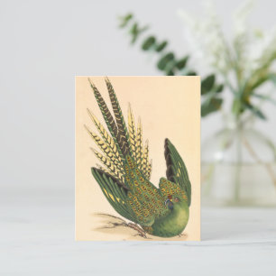 James Sowerby Ground Parrot, Psittacus terrestris Postkarte