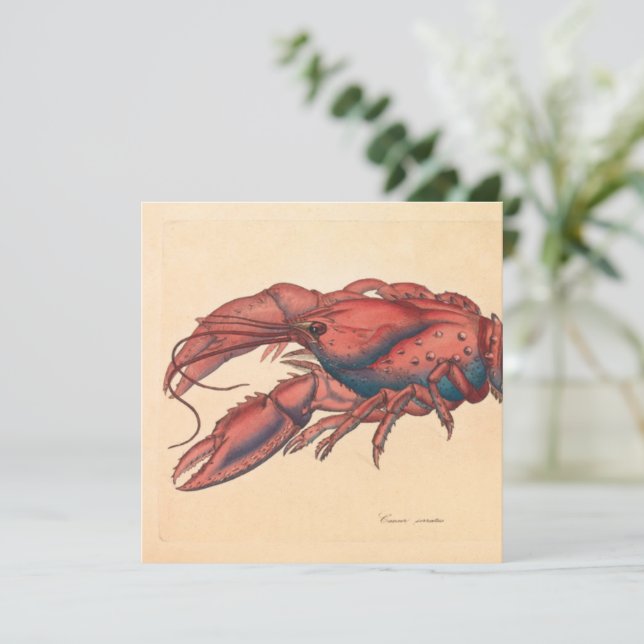 James Sowerby Serrated Lobster (Stehend Vorderseite)
