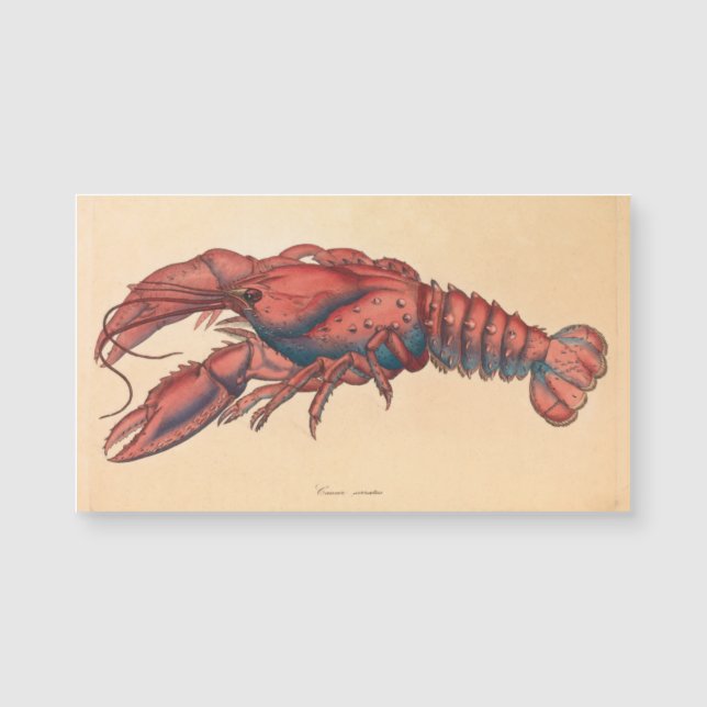 James Sowerby Serrated Lobster Magnetkarte (Vorderseite)