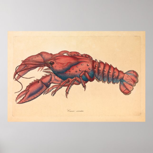 James Sowerby Serrated Lobster Poster (Vorne)