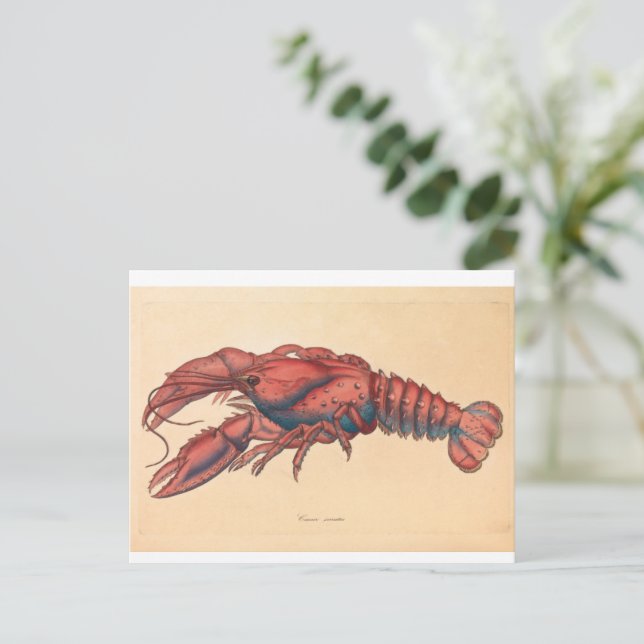 James Sowerby Serrated Lobster Postkarte (Stehend Vorderseite)