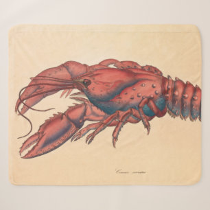 James Sowerby Serrated Lobster Sherpadecke