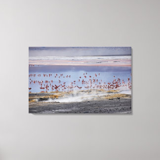 James's Flamingo, Phoenicoparrus jamesi Leinwanddruck