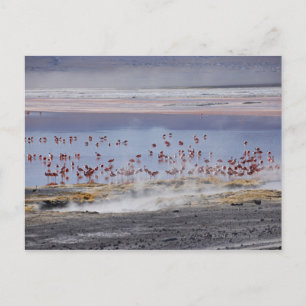 James's Flamingo, Phoenicoparrus jamesi Postkarte