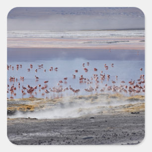 James's Flamingo, Phoenicoparrus jamesi Quadratischer Aufkleber