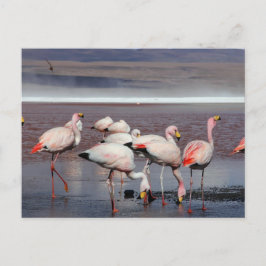 James's Flamingos Postkarte