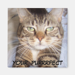 Jane sagt. .YOUR PURRFECT Magnet