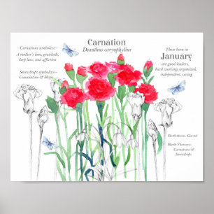 Januar Geburtstagskarnationen Geburtsmonat Blume Poster