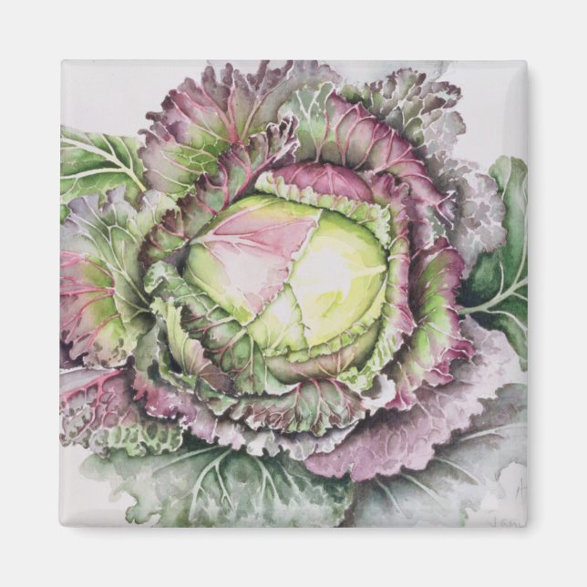 Januar King Cabbage Magnet (Vorne)
