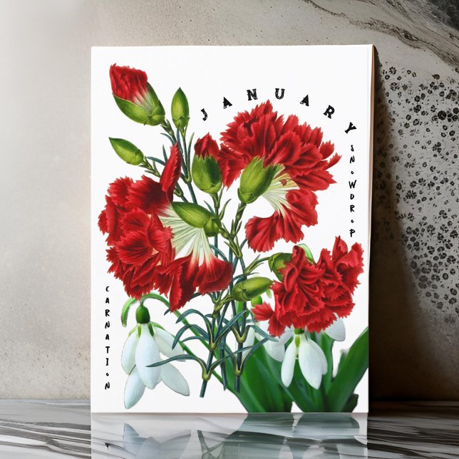 Januar Monat Blume Snowdrop Carnation Postkarte (Von Creator hochgeladen)