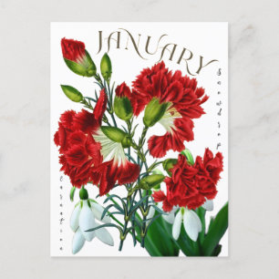 Januar Monat Snowdrop Carnation Extravagant Postkarte