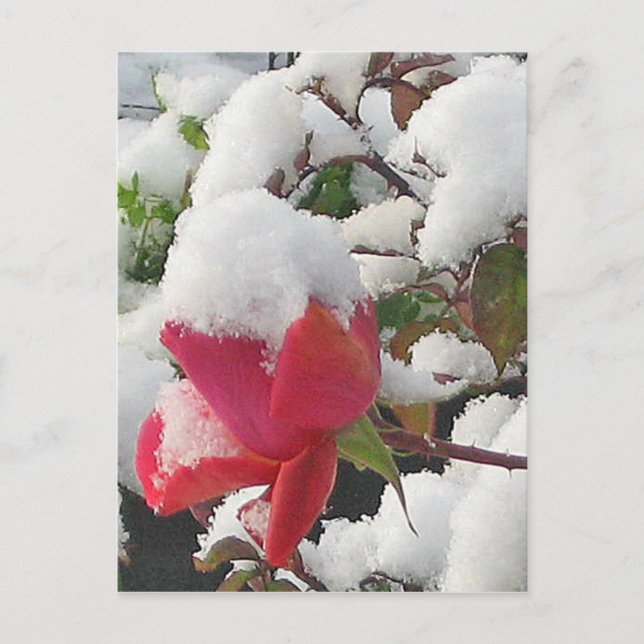 Januar Rose 2012 Postkarte (Vorderseite)