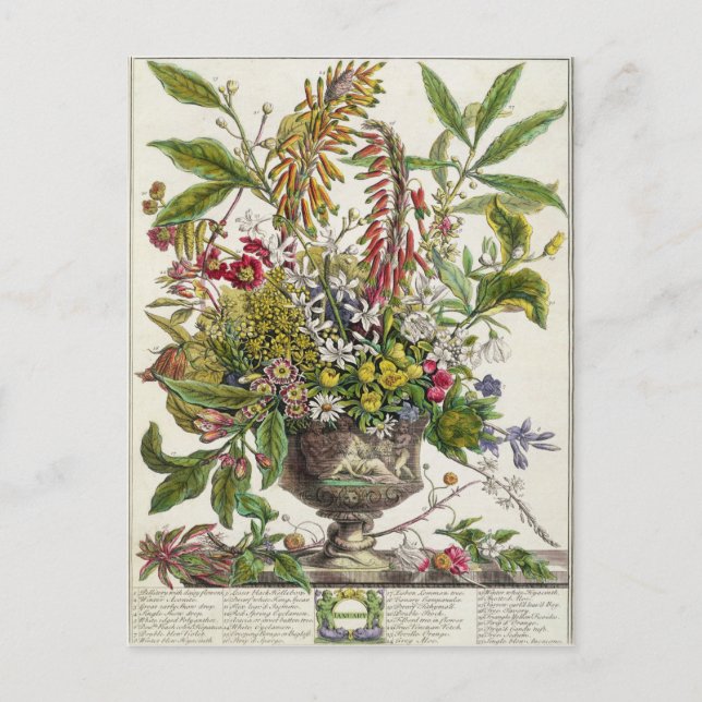 Januar, vom ` zwölf Monate Blumen Postkarte (Vorderseite)