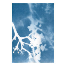 Japan Cherry Blossom Cyanotype Vintag Inspiriert