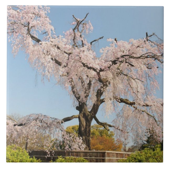Japan, Kyoto. Kirschbaum unter blauem Himmel Fliese (Vorderseite)