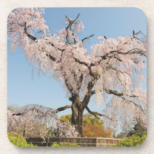 Japan, Kyoto. Kirschbaum unter blauem Himmel Getränkeuntersetzer