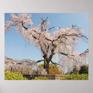 Japan, Kyoto. Kirschbaum unter blauem Himmel Poster
