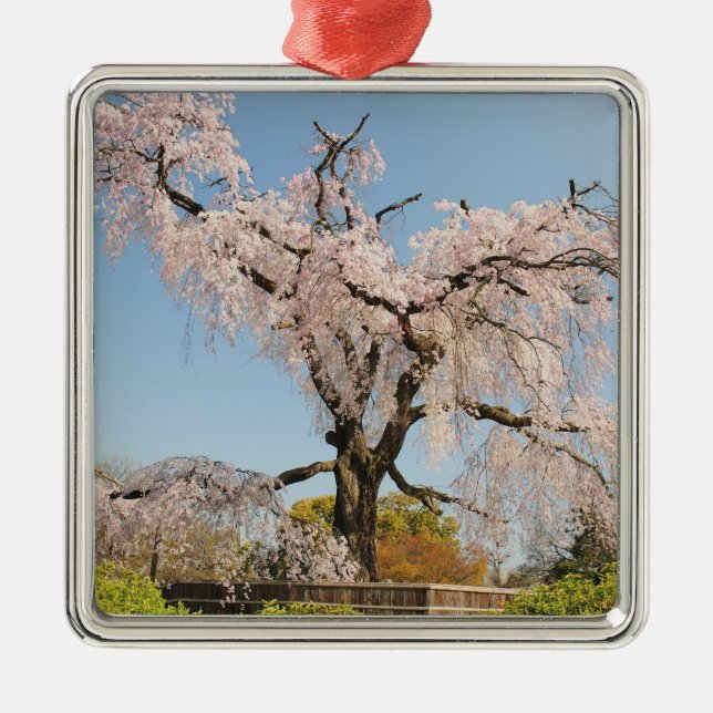 Japan, Kyoto. Kirschbaum unter blauem Himmel Silbernes Ornament (Vorne)