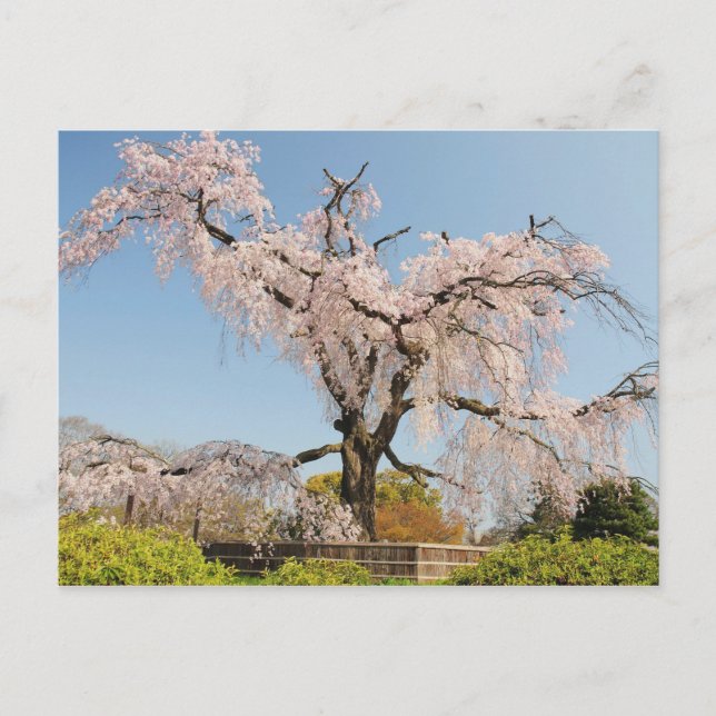 Japan, Kyoto. Kirschbaum unter blauem Himmel wisch Postkarte (Vorderseite)