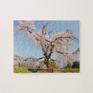Japan, Kyoto. Trauer-Kirsche unter blauem Himmel Puzzle