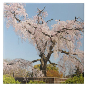 Japan, Kyoto. Trauerkirsche unter blauem Himmel Fliese