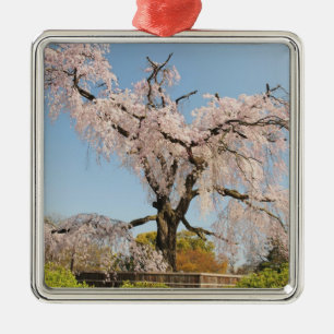 Japan, Kyoto. Trauerkirsche unter blauem Himmel Silbernes Ornament