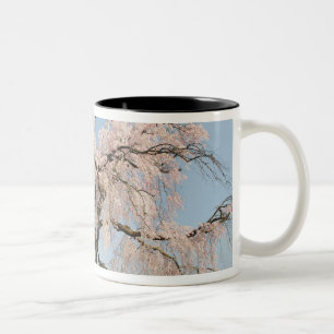 Japan, Kyoto. Trauerkirsche unter blauem Himmel Zweifarbige Tasse