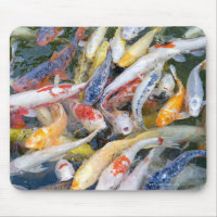 Japan, Tokio, nah aufgewachsener Schwimmfisch